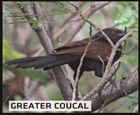 Greater Coucal